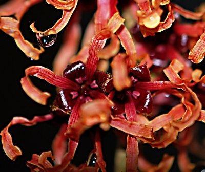 Hamamelis x intermedia - vilín prostřední - detail květu - kalich s korunními plátky